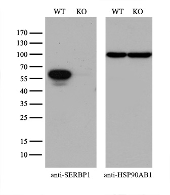 m04755 1 anti serbp1 mouse monoclonal antibody clone id oti2e11 wb testing 3