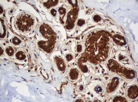 m04755 anti serbp1 mouse monoclonal antibody clone id oti5g2 ihc testing 11
