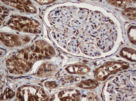 m04755 anti serbp1 mouse monoclonal antibody clone id oti5g2 ihc testing 15