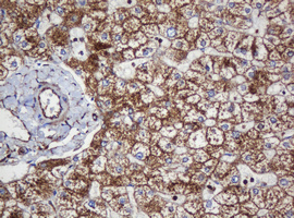 m04755 anti serbp1 mouse monoclonal antibody clone id oti5g2 ihc testing 16