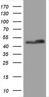 m04755 anti serbp1 mouse monoclonal antibody clone id oti5g2 wb testing 1