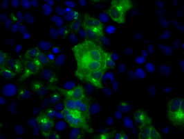m04766 1 anti sil1 mouse monoclonal antibody clone id oti1f9 if testing 14