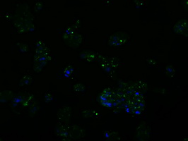 m04766 1 anti sil1 mouse monoclonal antibody clone id oti1f9 if testing 15