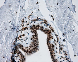 m04766 1 anti sil1 mouse monoclonal antibody clone id oti1f9 ihc testing 8