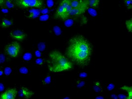 m04766 anti sil1 mouse monoclonal antibody clone id oti3b11 if testing 9