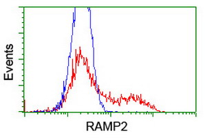 HEK293T cells transfected with either RAMP2 (Myc-DDK-tagged) overexpress plasmid (Red) or empty vector control plasmid (Blue) were immunostained by anti-RAMP2 antibody (M04768)