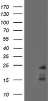HEK293T cells were transfected with the pCMV6-ENTRY control (Left lane) or pCMV6-ENTRY RAMP2 (Right lane) cDNA for 48 hrs and lysed