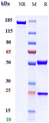 Anti-ACVR2A Reference Antibody (Ab-14E1) on SDS-PAGE under reducing (R) condition