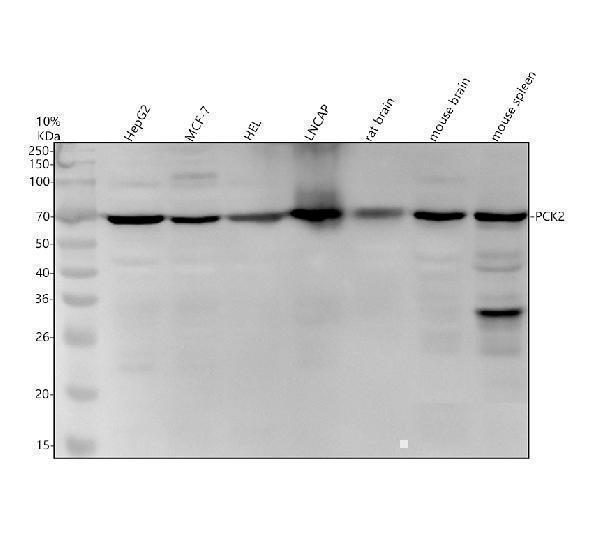 m04772 pck2 primary antibodies wb testing 1
