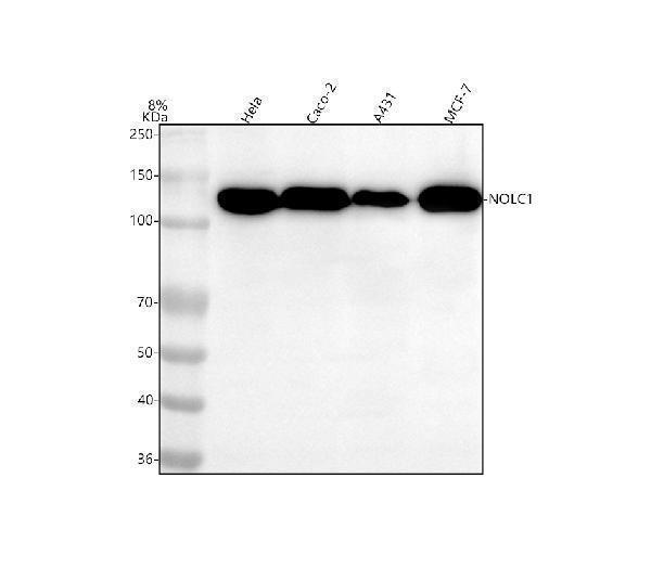  Western blot analysis of NOLC1 using anti-NOLC1 antibody (M04778)