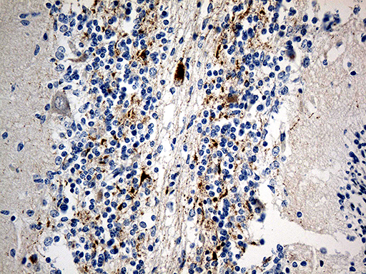 m04779 anti chromogranin c scg2 mouse monoclonal antibody clone id oti3f12 ihc testing 3