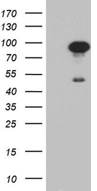 m04779 anti chromogranin c scg2 mouse monoclonal antibody clone id oti3f12 wb testing 1