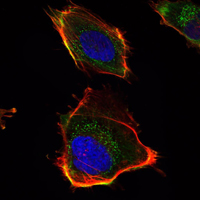 m04784 has1 primary antibodies if testing 1