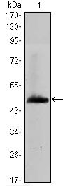 m04784 has1 primary antibodies wb testing 2