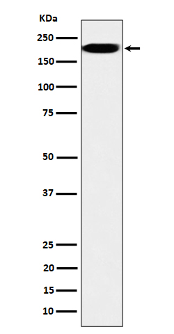 Western blot analysis of IQGAP2 expression in HepG2 cell lysate