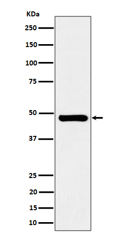 Western blot analysis of SNX5 expression in Jurkat cell lysate