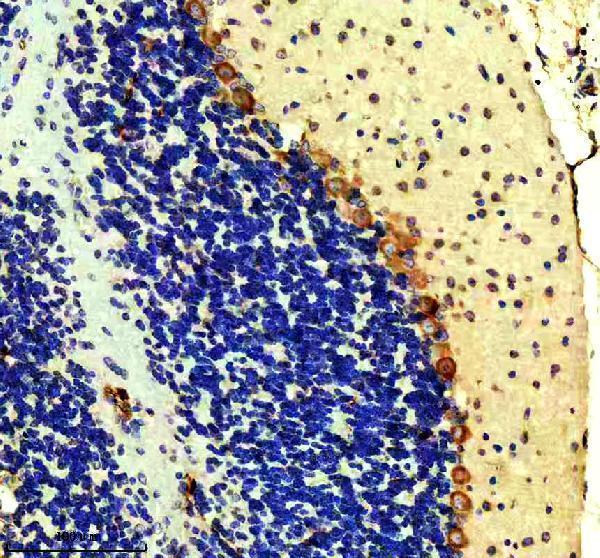 IHC analysis of EPAC2 using anti-EPAC2 antibody (M04794)