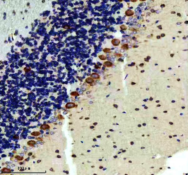 IHC analysis of EPAC2 using anti-EPAC2 antibody (M04794)