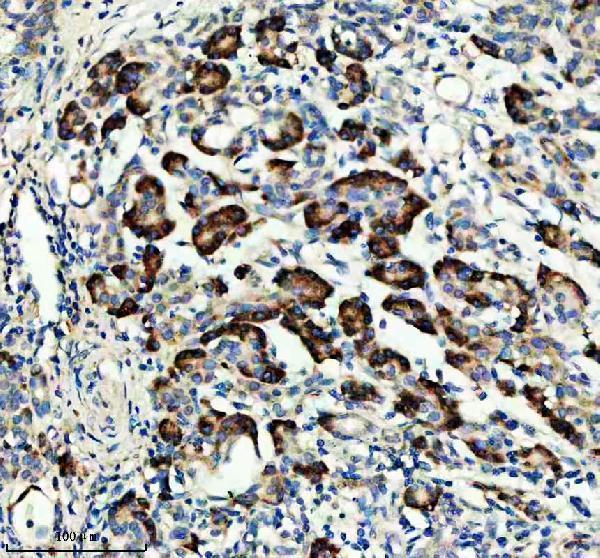 m04794 epac2 primary antibodies ihc testing 3_1