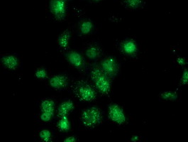 m04796 1 anti annexin a3 anxa3 mouse monoclonal antibody clone id oti2f3 if testing 5