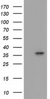 m04796 anti annexin a3 anxa3 mouse monoclonal antibody clone id oti1a5 wb testing 1