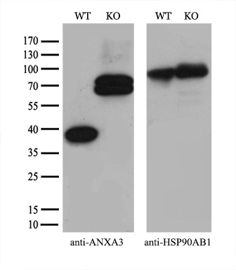 m04796 anti annexin a3 anxa3 mouse monoclonal antibody clone id oti1a5 wb testing 3