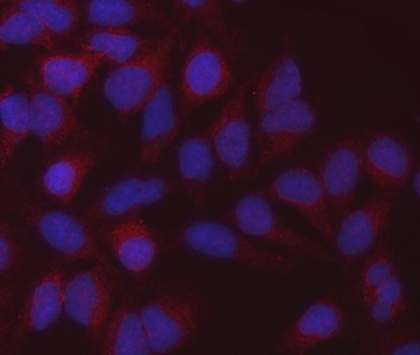 m04803 1 mdh2 primary antibodies if testing 5