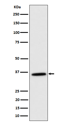 m04803 wb
