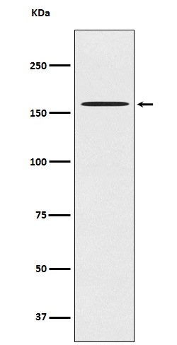 Western blot analysis of CLASP1 expression in HeLa cell lysate