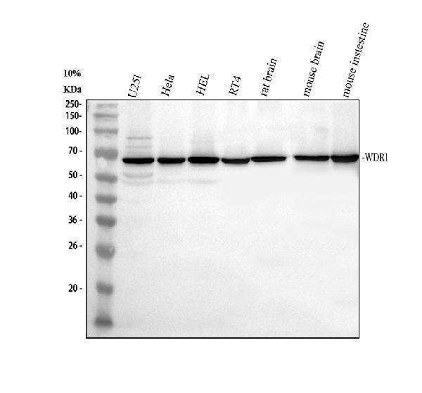 Western blot analysis of WDR1 using anti-WDR1 antibody (M04814-1)