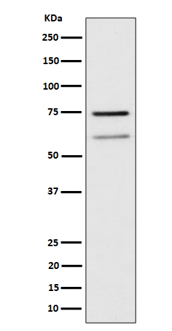 Western blot analysis of WDR1 expression in Raji cell lysate