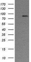m04820 anti afg3l2 mouse monoclonal antibody clone id oti2d3 wb testing 1
