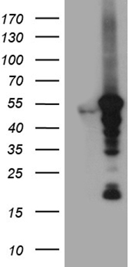 m04821 anti vrk2 mouse monoclonal antibody clone id oti8h5 wb testing 1