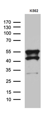 m04821 anti vrk2 mouse monoclonal antibody clone id oti8h5 wb testing 2