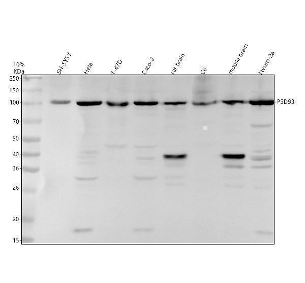 m04826 psd93 primary antibodies wb testing 1