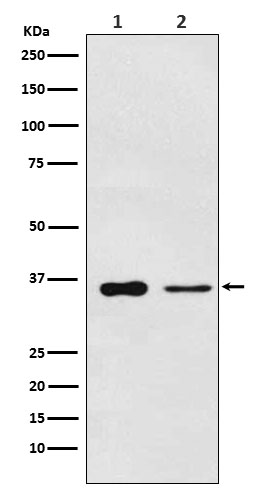 Western blot analysis of PDLIM1 expression in (1) Saos2 cell lysate; (2) Mouse lung lysate