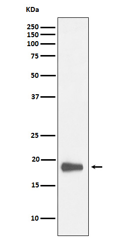 m04839 wb