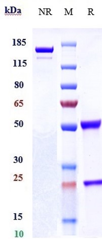 Anti-CLEC12A/CD371 Reference Antibody (tepoditamab) on SDS-PAGE under reducing (R) condition