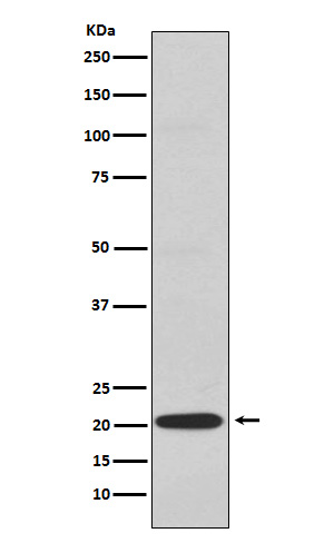Western blot analysis of CD3G expression in Jurkat cell lysate
