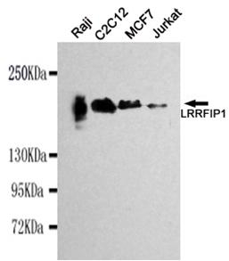 Western blot detection of LRRFIP1 in Raji, C2C12, MCF7&Jurkat cell lysates using LRRFIP1 antibody (1:1000 diluted) 