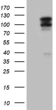 m04857 anti cezanne otud7b mouse monoclonal antibody clone id oti2e2 wb testing 1