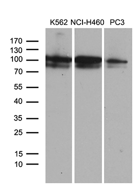 m04857 anti cezanne otud7b mouse monoclonal antibody clone id oti2e2 wb testing 2