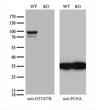 m04857 anti cezanne otud7b mouse monoclonal antibody clone id oti2e2 wb testing 3