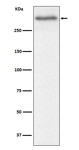 Western blot analysis of Versican expression in Mouse heart cell lysate