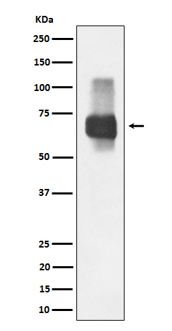 Western blot analysis of CD84 expression in Raji cell lysate