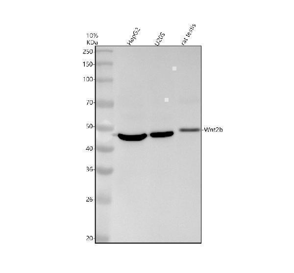 Western blot analysis of Wnt2b using anti-Wnt2b antibody (M04879)