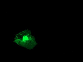 m04881 anti rgs16 mouse monoclonal antibody clone id oti4e5 if testing 9