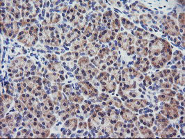 m04881 anti rgs16 mouse monoclonal antibody clone id oti4e5 ihc testing 4