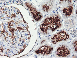 m04881 anti rgs16 mouse monoclonal antibody clone id oti4e5 ihc testing 7