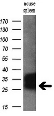 Western blot analysis of extracts (10ug) from a mouse tissue by using anti-RGS16 monoclonal antibody (1:200)